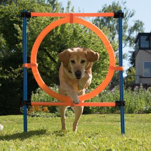 agility dog