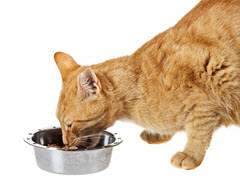 cibo secco per gatti